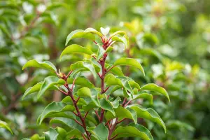 Prunus lusitanica 'Brenelia' - TRAINED 200 CM STEM, GIRTH 16-18 CM CONT - image 4
