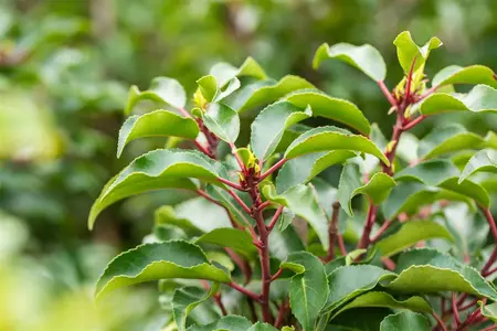 Prunus lusitanica 'Brenelia' - TRAINED 180 CM STEM, GIRTH 8-10 CM CONT - image 1