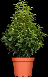 Prunus lusitanica 'Brenelia' - LINERS 28 CEL TRAY P8 SIZE - image 2