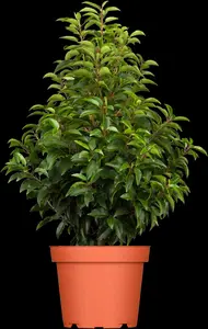 Prunus lusitanica 'Brenelia' - TRAINED 200 CM STEM, GIRTH 8-10 CM CONT - image 2