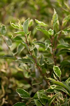 Prunus lusitanica 'Variegata' - 80-100 CM C6.5 - image 2