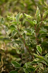 Prunus lusitanica 'Variegata' - 80-100 CM C6.5 - image 2