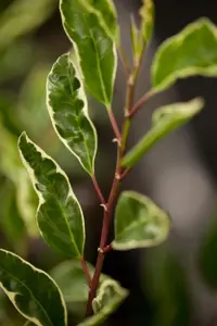 Prunus lusitanica 'Variegata' - 80-100 CM C6.5 - image 3