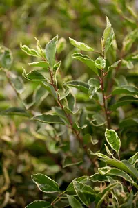 Prunus lusitanica 'Variegata' - 80-100 CM C12 - image 2