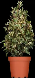 Prunus lusitanica 'Variegata' - 80-100 CM C6.5 - image 3