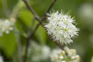 Prunus maackii 'Amber Beauty'