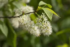 Prunus maackii 'Amber Beauty' - STD 8-10 CM CONT     - image 2