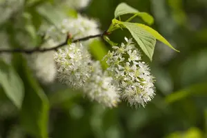Prunus maackii 'Amber Beauty' - 30-40 CM C2 - image 2