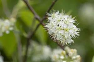 Prunus maackii 'Amber Beauty' - STDS 12-14 CM CONT - image 1