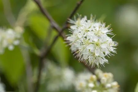 Prunus maackii 'Amber Beauty' - STDS 8-10 CM RB - image 1