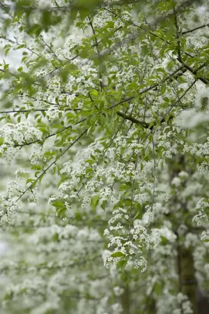 Prunus mahaleb - 60-80 CM C2 - image 2