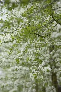 Prunus mahaleb - 60-80 CM C2 - image 2