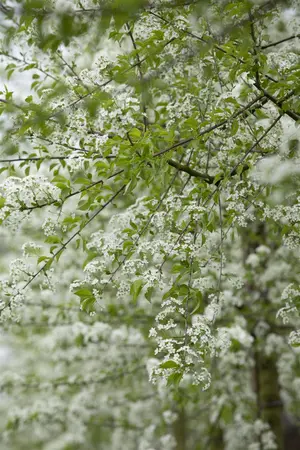 Prunus mahaleb - 150-175 CM C15 - image 2