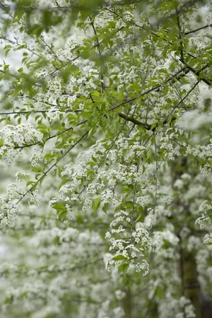 Prunus mahaleb - MULTISTEM 200-250 CM RB - image 2