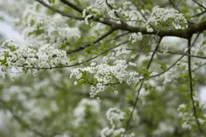 Prunus mahaleb - 60-80 CM C2 - image 1
