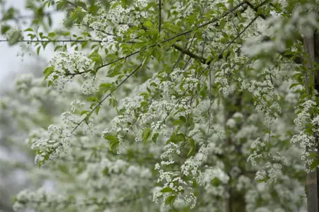 Prunus mahaleb - 60-80 CM C2 - image 4