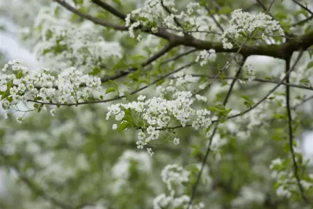 Prunus mahaleb - 60-80 CM C7.5 - image 1
