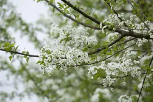 Prunus mahaleb - 60-80 CM C7.5 - image 3
