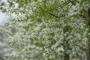 Prunus mahaleb - 60-80 CM C7.5 - image 4