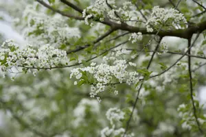 Prunus mahaleb - 150-175 CM C15 - image 5