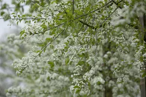 Prunus mahaleb - 150-175 CM C15 - image 4