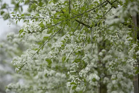 Prunus mahaleb - 2 Ltr pot - image 4