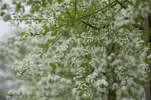 Prunus mahaleb - 2 Ltr pot - image 4