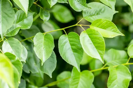 Prunus mahaleb - MULTISTEM 200-250 CM RB - image 5