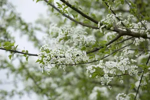 Prunus mahaleb - 1/0 40-60 CM - image 3