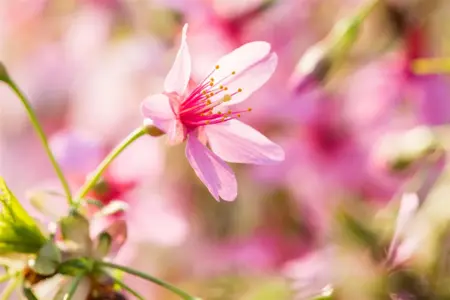 Prunus 'Okame' - 400-450 CM C130 - image 2