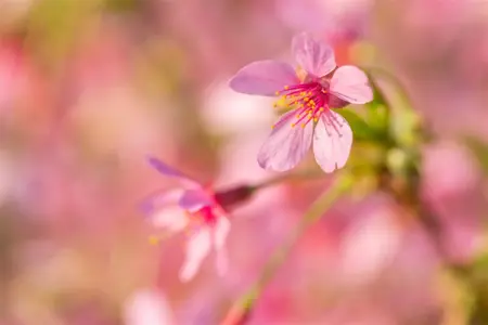 Prunus 'Okame' - 400-450 CM C130 - image 3