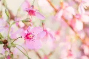 Prunus 'Okame' - 400-450 CM C130 - image 5