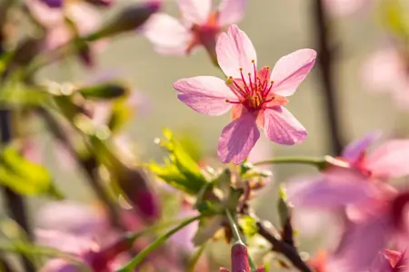 Prunus 'Okame' - STEM 250CM, GIRTH 20-25 CM RB - image 1