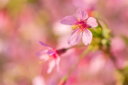 Prunus 'Okame' - 175-200 CM C20 - image 3
