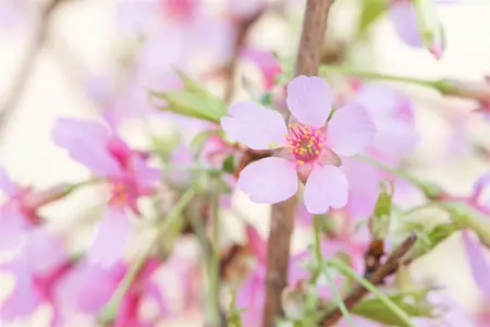 Prunus 'Okame' - 250-300 CM C80 - image 4