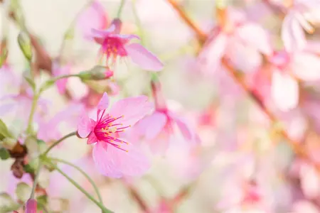 Prunus 'Okame' - 250-300 CM C80 - image 5