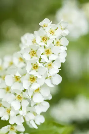 Prunus padus - 80-100 CM C2 - image 1