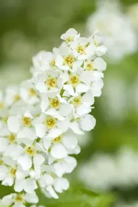 Prunus padus