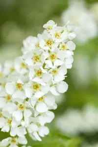 Prunus padus
