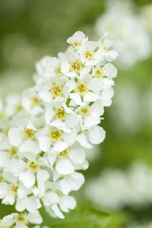 Prunus padus - MULTISTEM 200-250 CM C35 - image 1