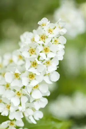 Prunus padus - STDS 6-8 CM C20 FEATHERED - image 1