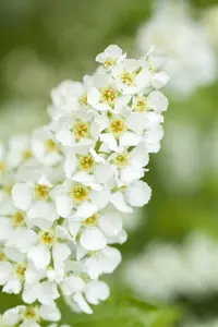 Prunus padus - STDS 6-8 CM C20 FEATHERED - image 1