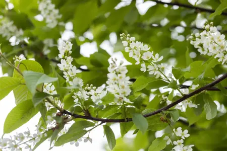 Prunus padus - 125-150 CM RB - image 3