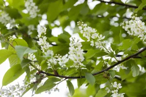 Prunus padus - 200-225 CM C20 - image 3