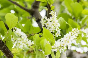 Prunus padus - MULTISTEM 200-250 CM C35 - image 2