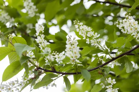 Prunus padus - MULTISTEM 200-250 CM C35 - image 3