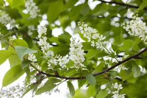 Prunus padus - MULTISTEM 200-250 CM C35 - image 3