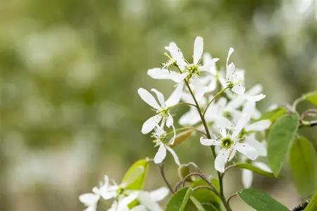 Prunus padus - MULTISTEM 200-250 CM C35 - image 4