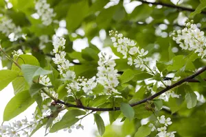 Prunus padus - STD 14-16 CM CONT - image 3