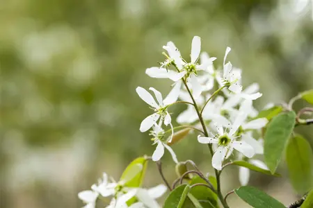 Prunus padus - STD 14-16 CM CONT - image 4